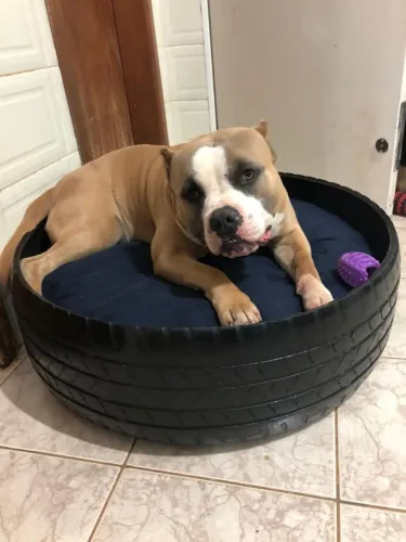 Cama Pet de Pneu para Pitbull, American Bullying 