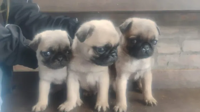 Pug filhote disponível