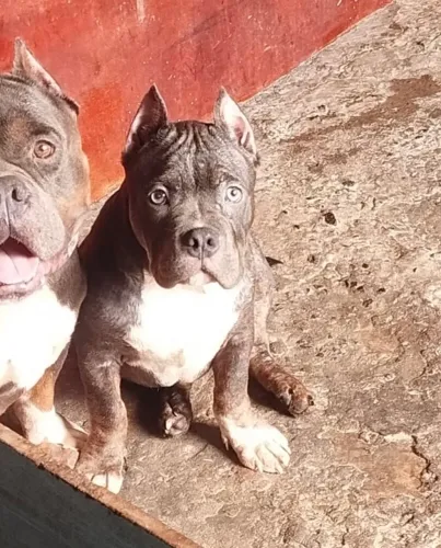 AMERICAN BULLY