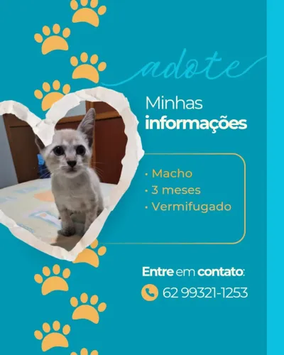 Gatos para adoção 