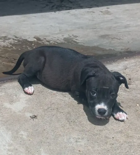 Filhote de Pitbull