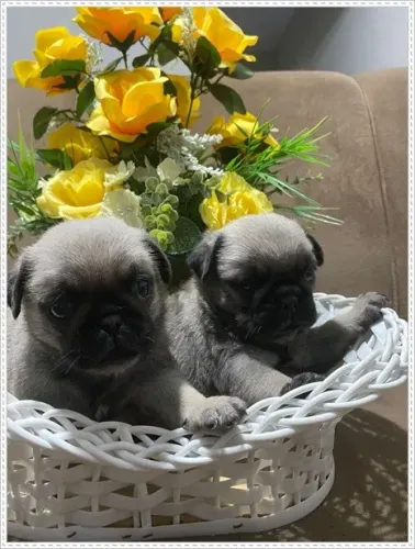Pug, Macho e Femea. Preto, Abrico e Branco.