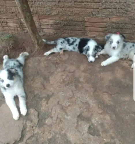 Vendo filhotes de border collie puro paí é mãe 