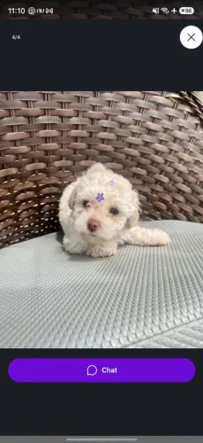 Quero compra um Poodle Toy Branquinho