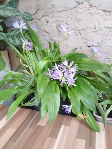Plantas ornamentais