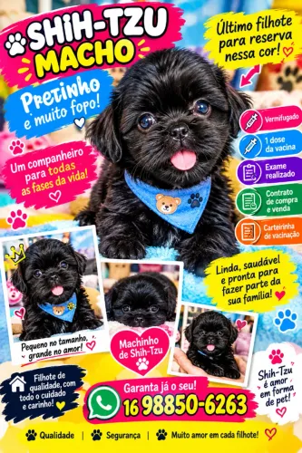 ? Último Shih-Tzu Machinho Pretinho - Muito Fofo! ?