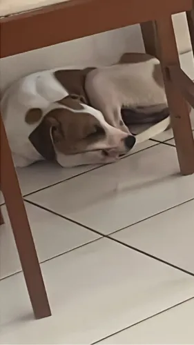 Doa-se cachorra