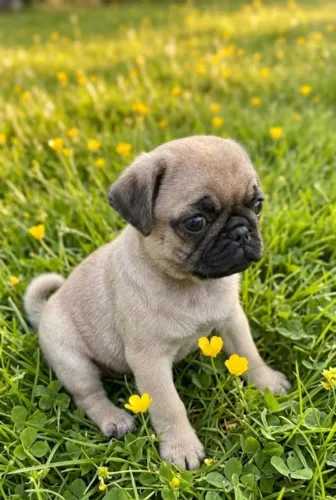 FILHOTE PUG ABRICOT