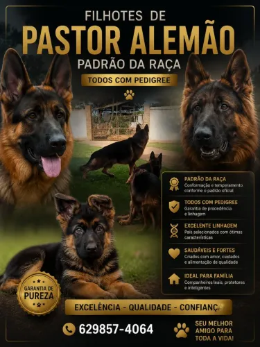 Vendo filhotes pastor alemão 