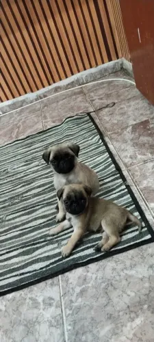 Filhote de Pug femias 