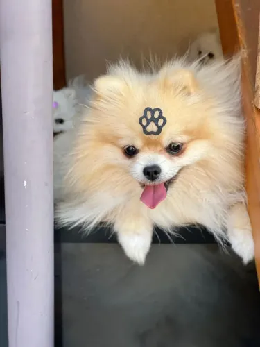 Spitz alemão anão super pequeno ÷ 12 x