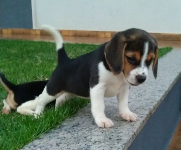 Vendo filhotes de mini Beagles