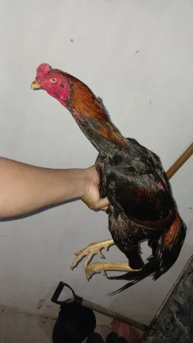Franguinho carioca