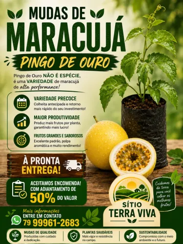 Mudas de maracujá da variedade pingo de ouro
