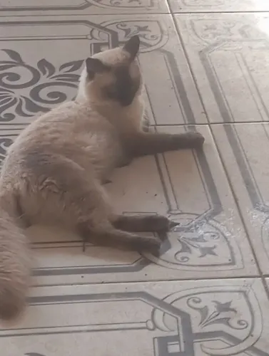 Tou doando  gato de raça