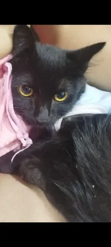 Doa se gata filhote preta castrada