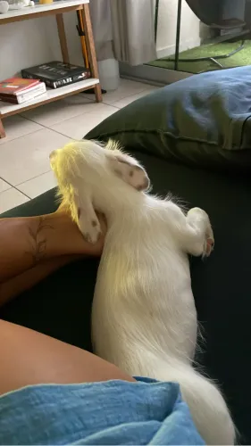 Doação de filhote