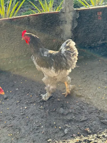Casal de galinha branhma legítimo