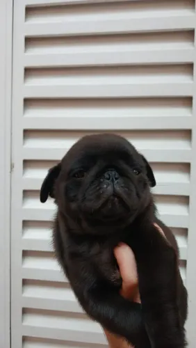 Pug macho
