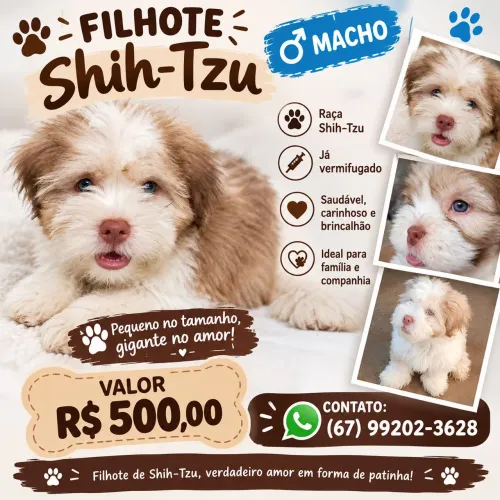 Filhote de Shitzu