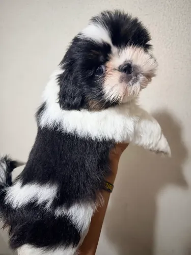 shih tzu fêmea