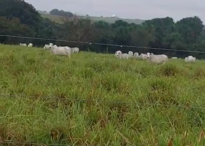 vacas mojadas 