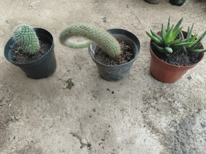 Plantas