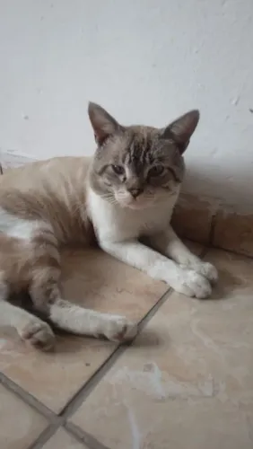 Gatinho super dócil para adoção responsável