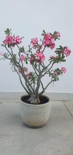 Rosa do deserto