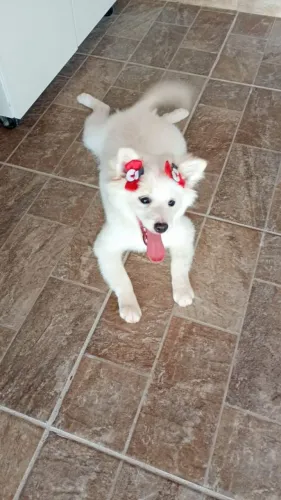 Cachorro doação 