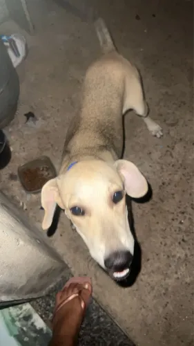 Cachorro para doação. Dócil e brincalhão 