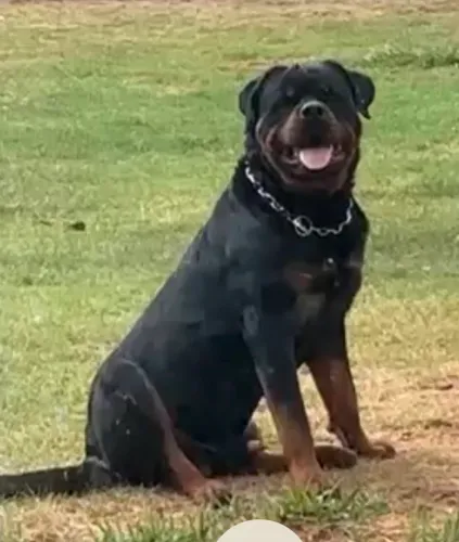 Rotweiller pra cobertura 
