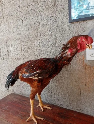 Índio gigantes 