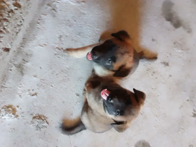 Filhotes de cachorro 