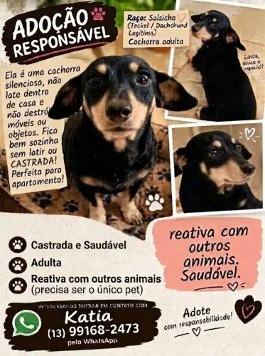 Cachorra raça Salsicha adulta para adoção 