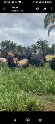 1.072 Hectares por R$7milhões 50% documentada no Pará