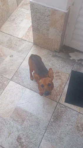 Pinscher 01 Macho Filhote 8 meses vacinação Completa 