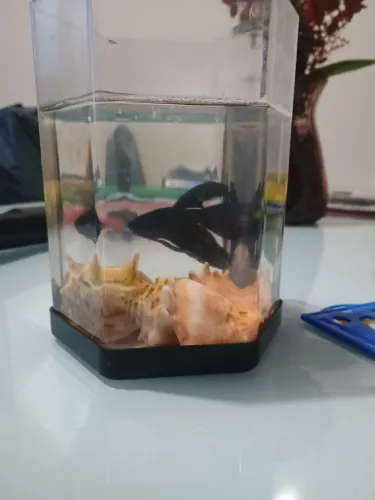 Aquário beteira ,1 litro