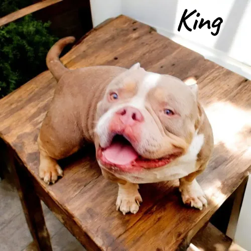 Exotic Bully Micro Tricolor Lilac para cobertura 