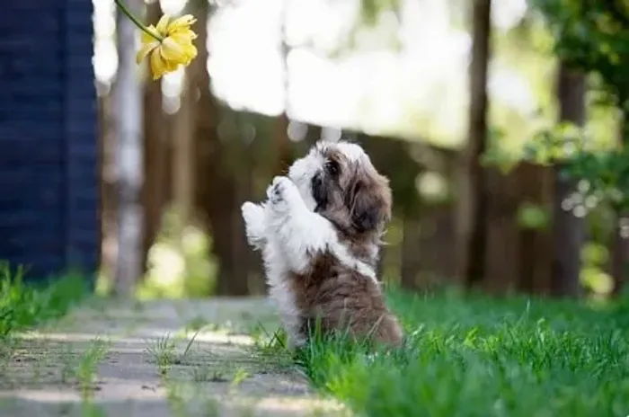 Filhote de Shih-Tzu Macho: Carinho Infinito e Muito Encanto