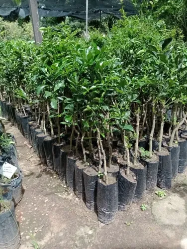 Temos mudas de laranja, tangerina, limão e várias frutíferas