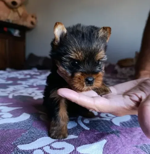 Dócil, Lindo e Único: Seu Novo York Machinho