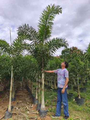 Palmeira rabo de raposa 