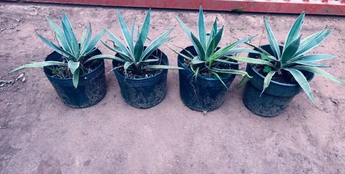 4 Mudas de Agave - Piteira do Caribe- 33 cm