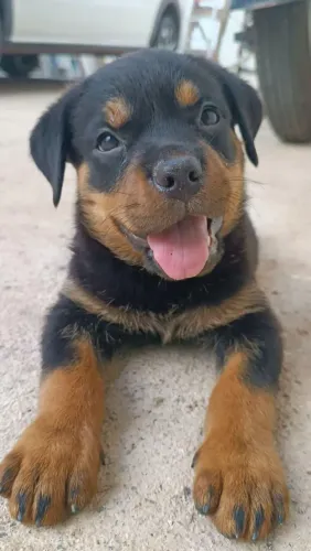 Vendo filhotes de rottweiler
