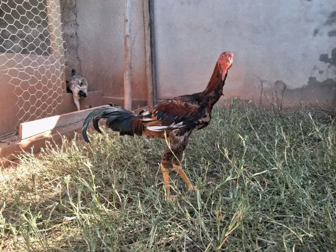 Frango ig pg, Ótimo para melhoramento de frangos caipiras, super novo ainda não canta!