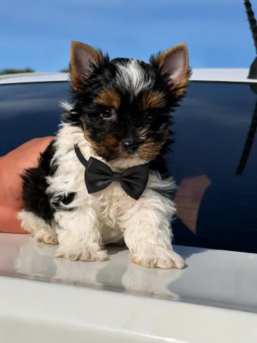 Yorkshire biewer terrier macho 57 dias! 
