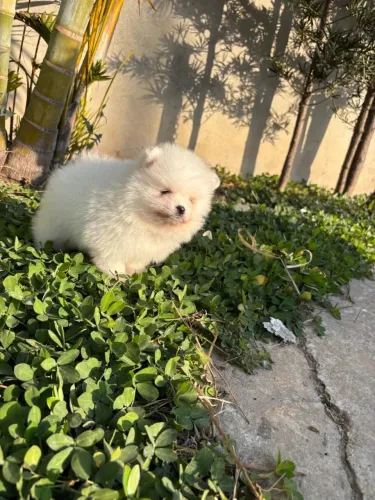 Lulu Pomerania fêmea e macho