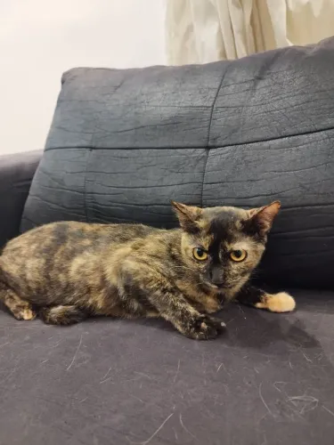 Adoção Responsável 