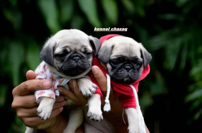 Pug filhotes perfeitos para seu apartamento com atendimento pós venda